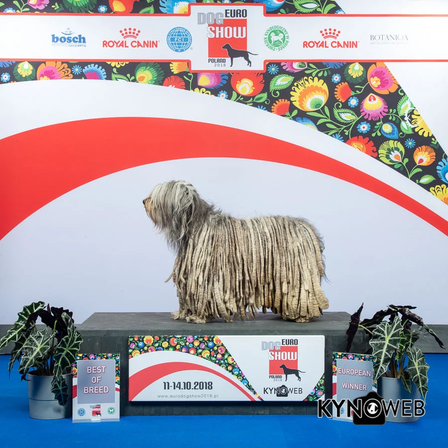 BEST_OF_BREED_2806_LR_EDS_WARSAW_2018_KYNOWEB_KY2_8602_20181012_11_37_43.jpg