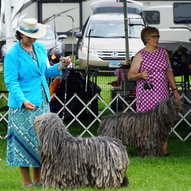  Whope dell'Albera Silver Pastori AKC and UKC Champion, Herdabout Eliodoro dell'Albera Winners Dog and Best of Winners for a Major. 