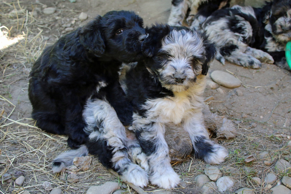  Puppies 7 weeks old 