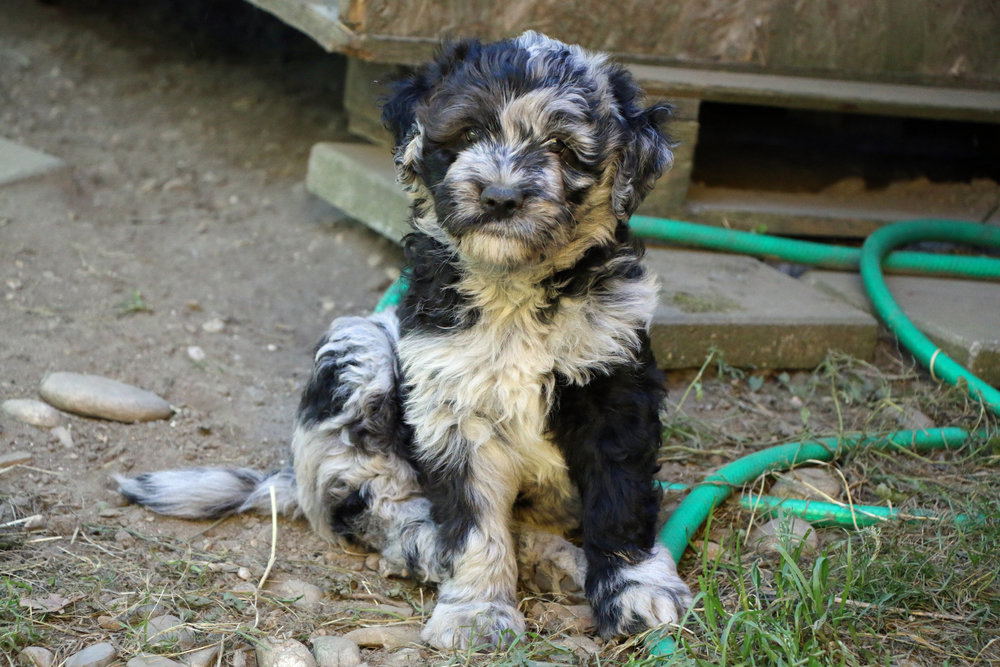  Puppies 7 weeks old 