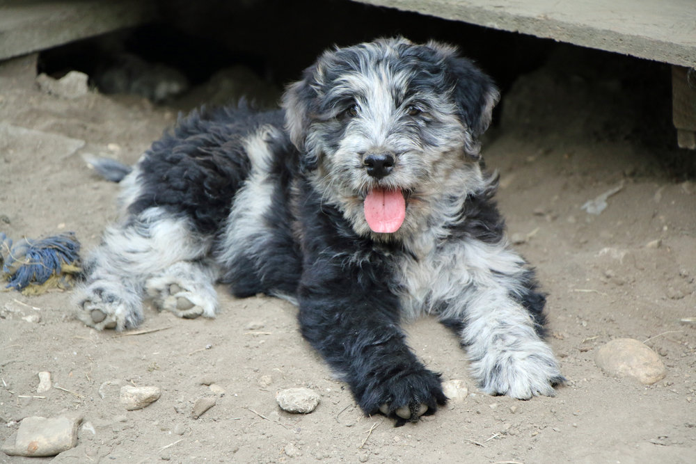  Puppy 10 weeks old 