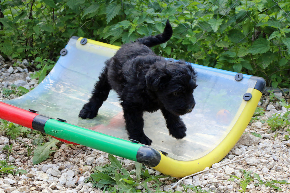  Puppy 7 weeks old 