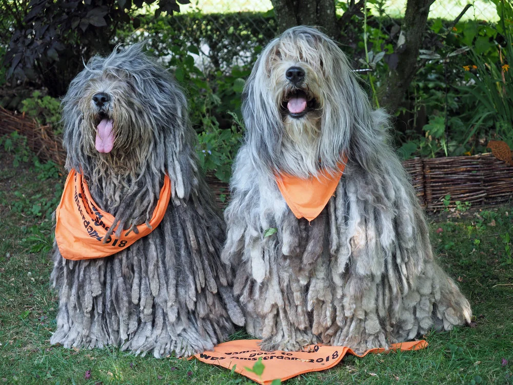 Whope dell'Albera Silver Pastori & Theia dell'Albera Silver Pastori