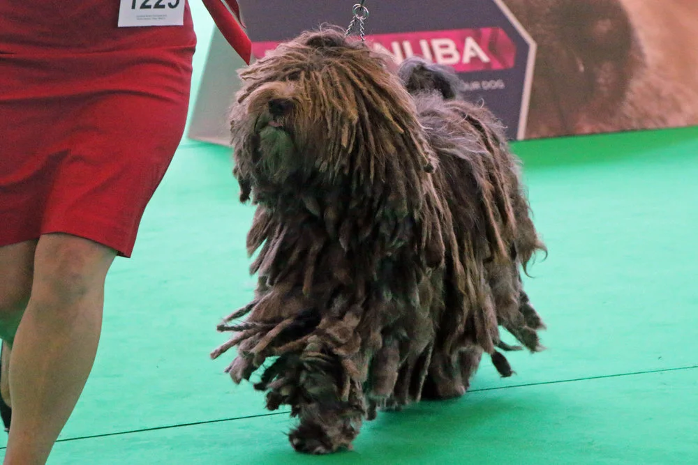 Cane Dell'alpi's Quintilia