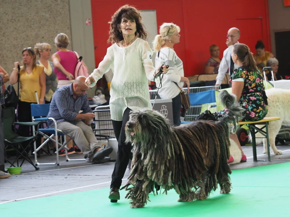 Vito dell'Albera Silver Pastori: Benelux Show - CACIB, CAC, BOS; WDS - res. CACIB