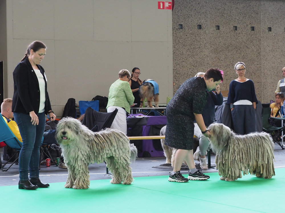   Dr. Pepper Warmswag Bergamasco:  Benelux Show - res. CAC; Specialties Show - CAC, BOS;  Skarviks Rubin  - WDS CACIB, CAC, BOS 