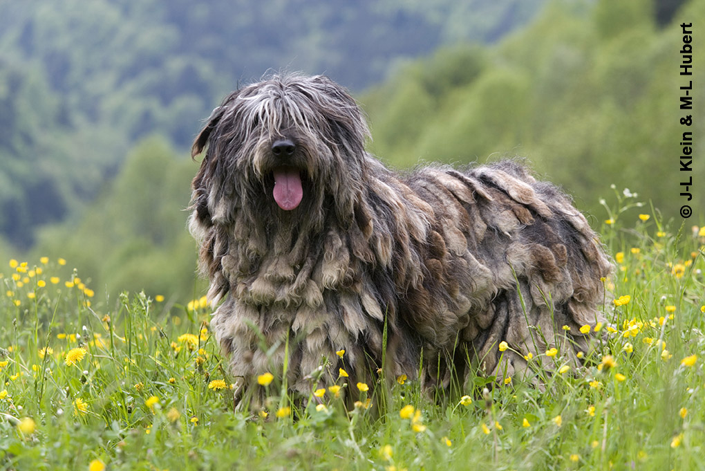 Bergamasco_10_KleinHubert.jpg