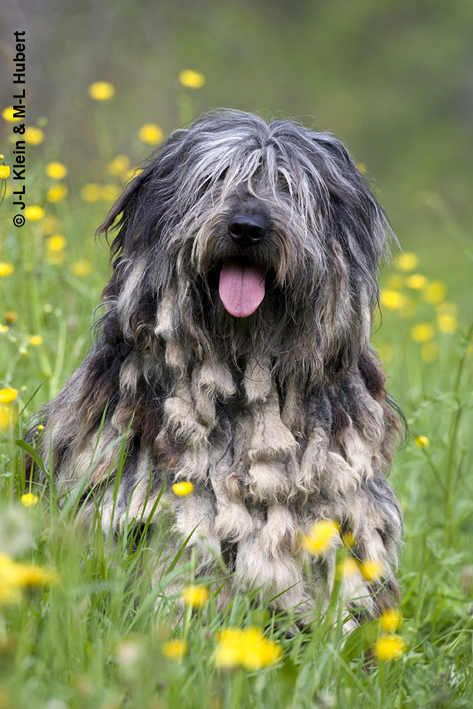 Bergamasco_08_KleinHubert.jpg