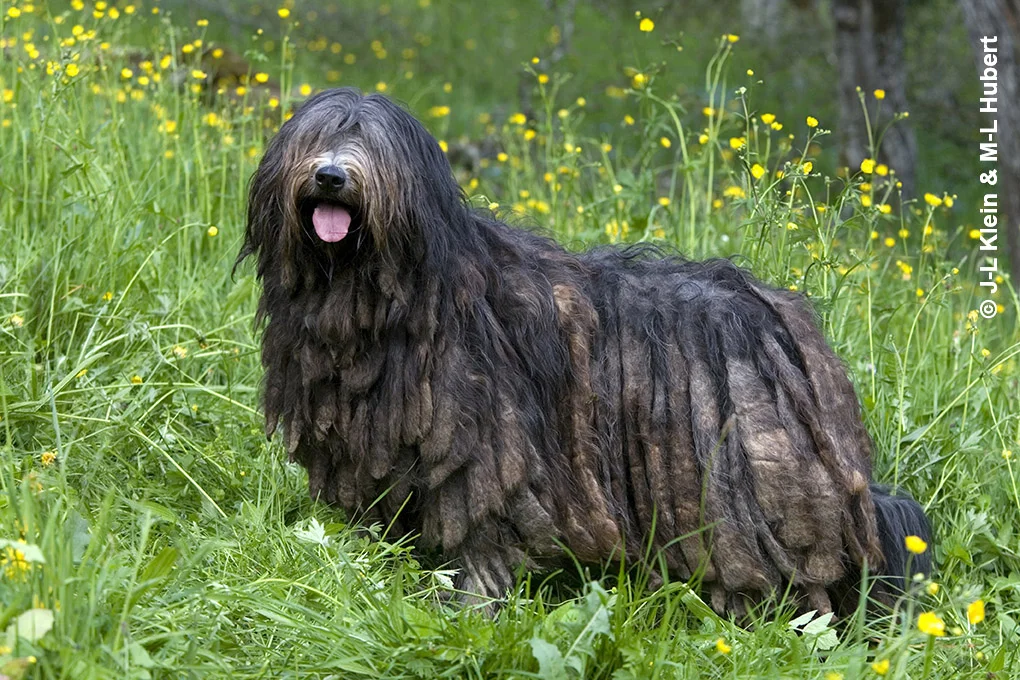 Bergamasco_01_KleinHubert.jpg