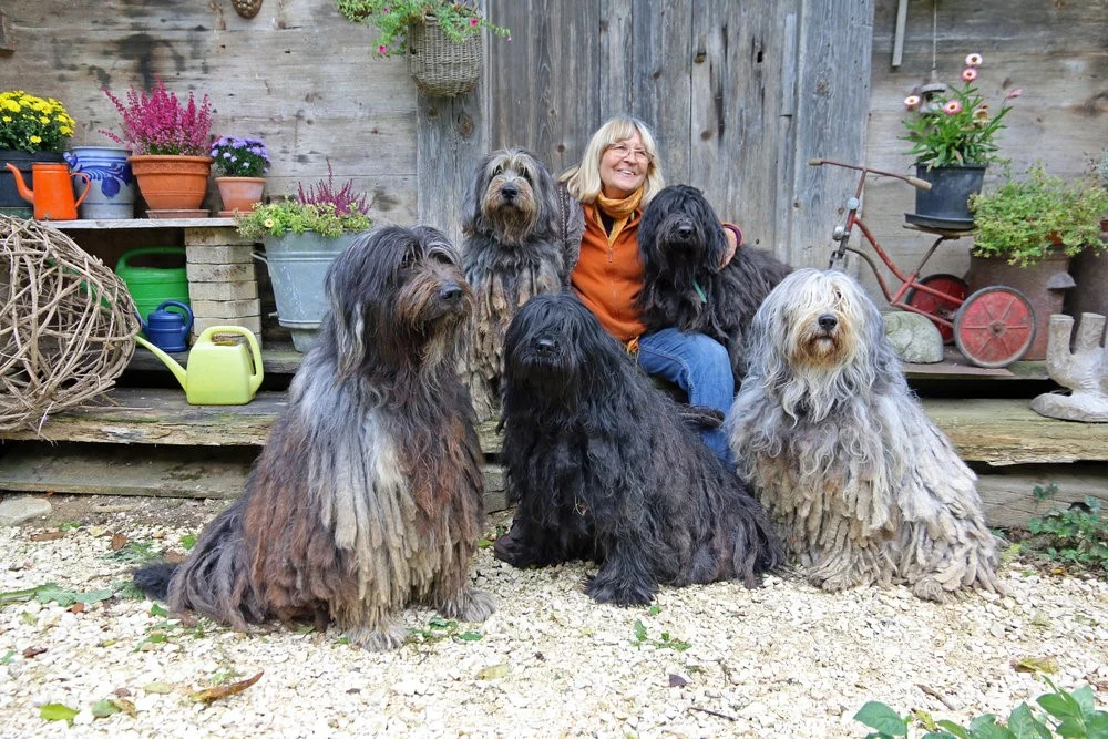 Front (left to right): Lumio del Montevergine, Irina del Montevergine, Theia dell Albera Silver Pastori Behind (left to right): Re-Meera del Montevergine, Dyomena-Dascha del Montevergine