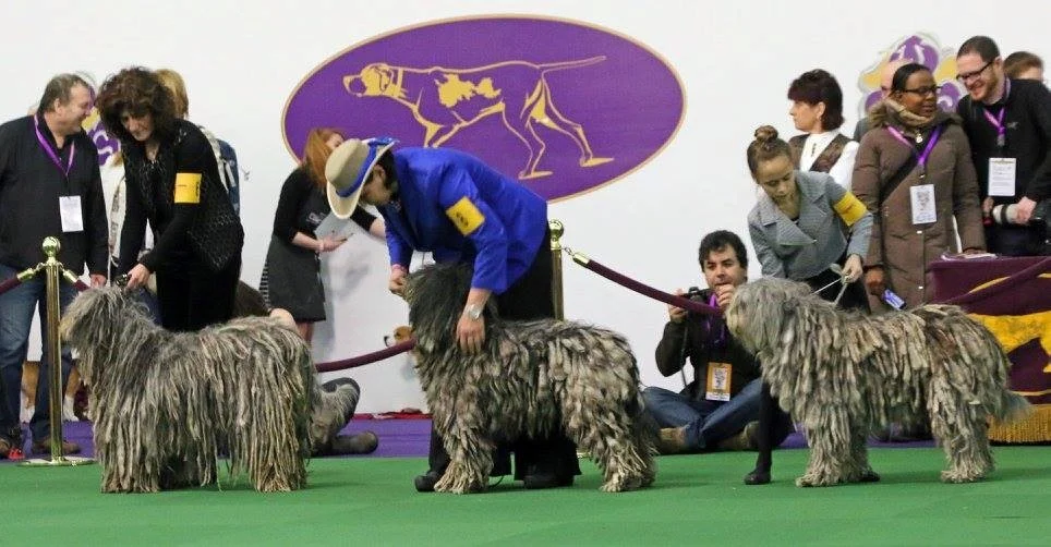 Westminster 6.jpg