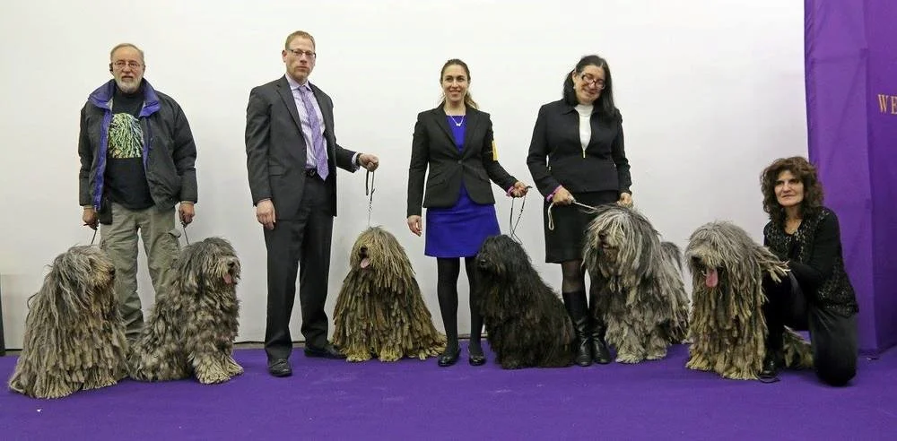 Westminster 9.jpg