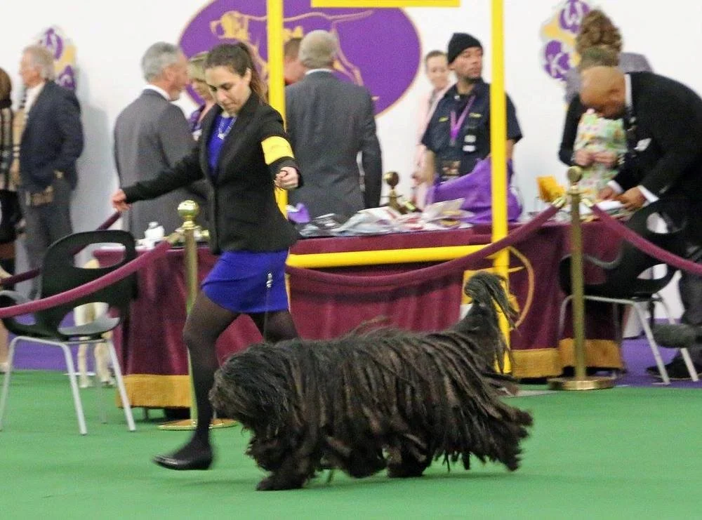 Westminster 10.jpg
