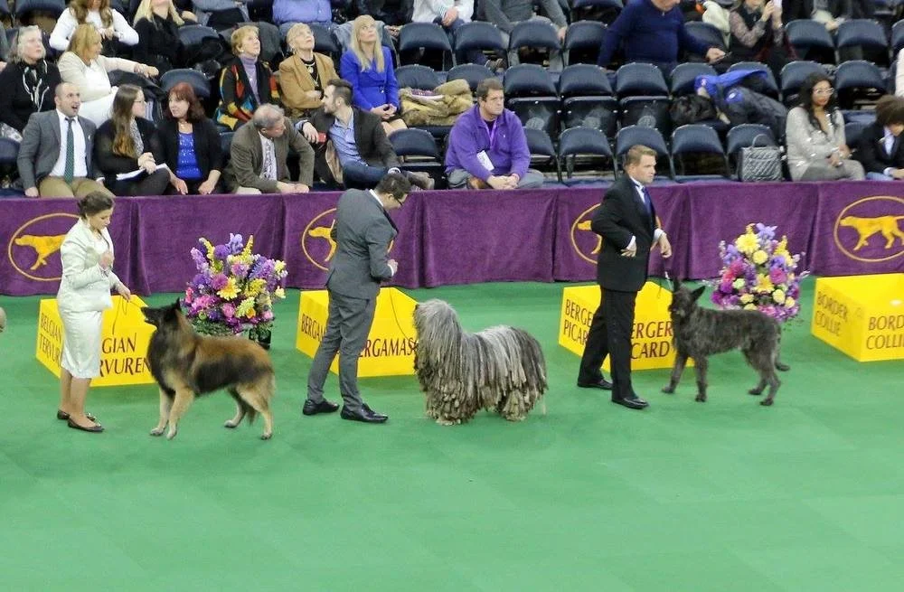 Westminster 11.jpg