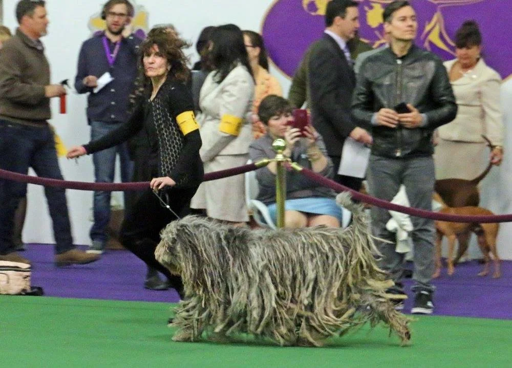 Westminster 13.jpg