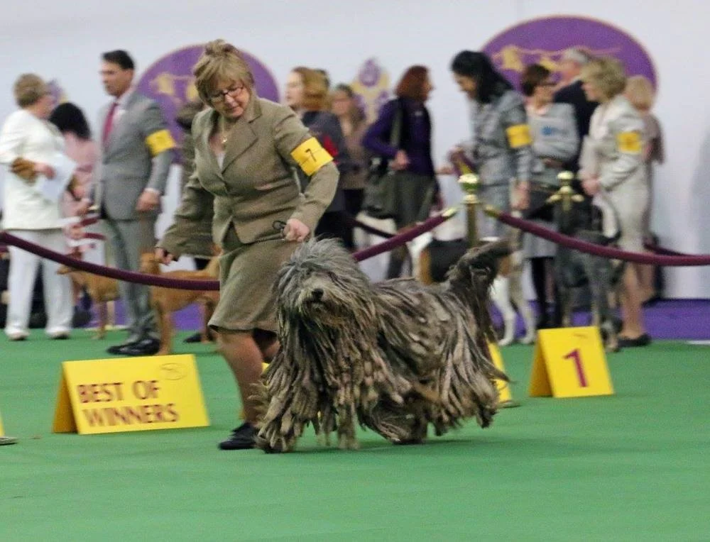 Westminster 18.jpg
