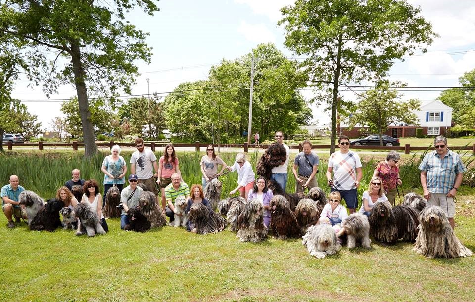  Bergamasco of all ages and their owners attended the successful sunny weekend event. 