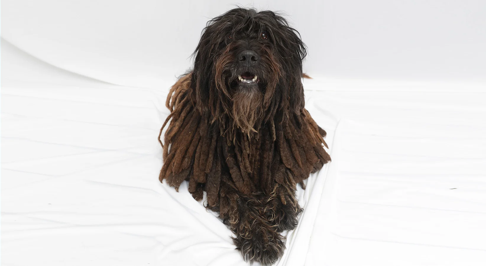 correct size Dolce Bergamasco dog-1.jpg