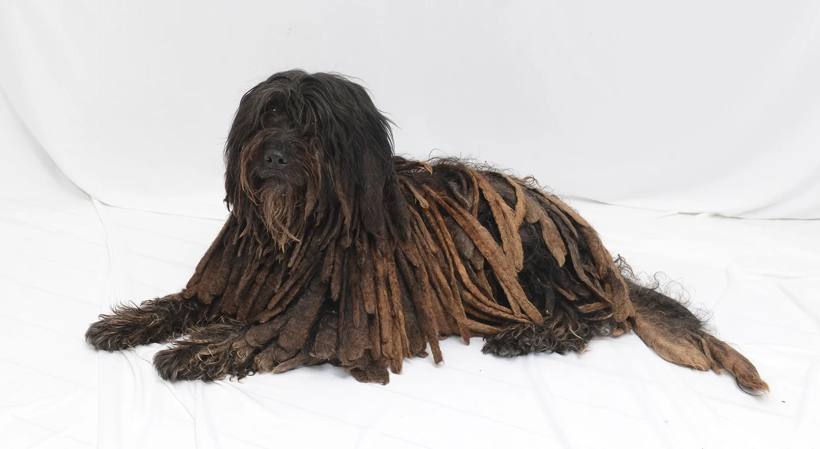 correct size Dolce Bergamasco dog-3.jpg