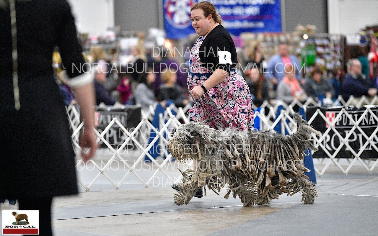  Isabella Meyers CGC, owner and handler John &amp; Rahel Meyers 