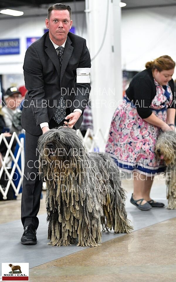  GCH Voltuma dell’Albera Silver Pastori, handler Howard Huber III 