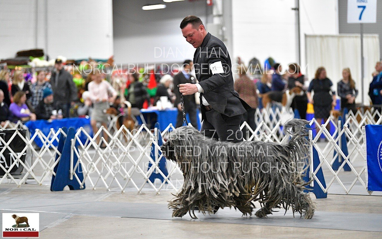  GCH Voltuma dell’Albera Silver Pastori, handler Howard Huber III 