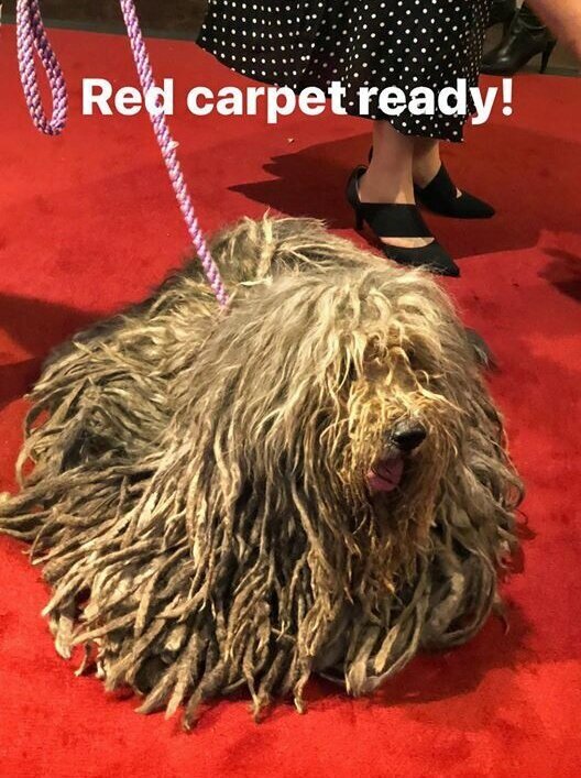  Whope dell’Albera Silver Pastori as therapy dog at National Dog Show 2019 on red carpet 