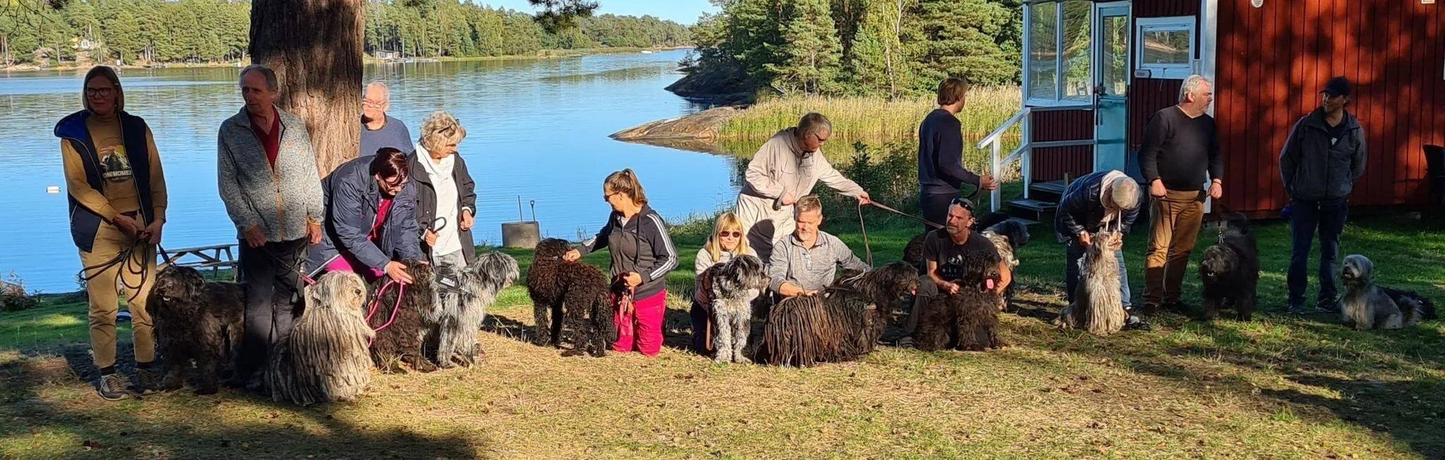 sheepdog association