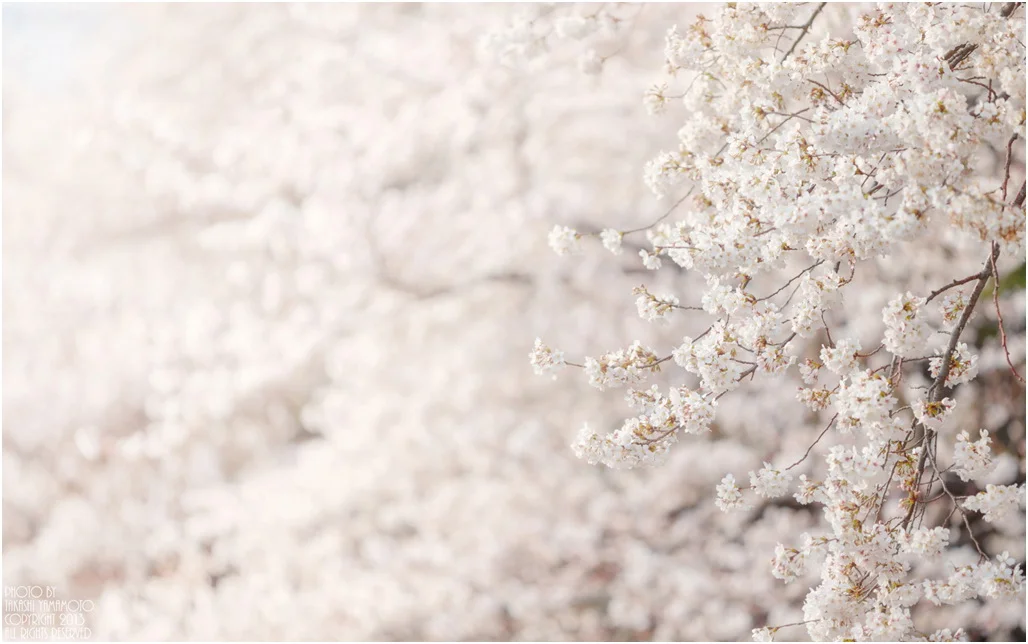 primavera Sn0 pan