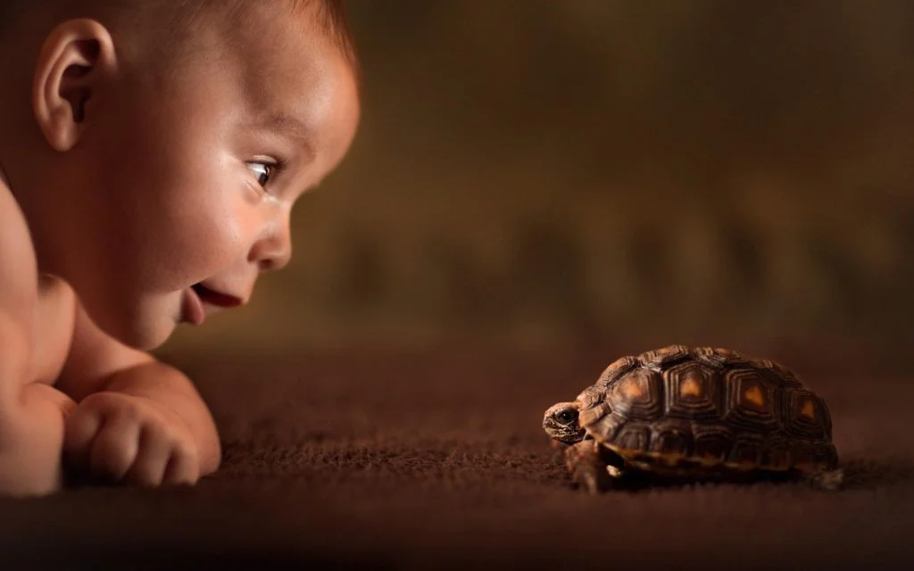 baby-turtle-curiosity-friend-childwood-explore-photo-hd-wallpaper-1024x640.jpg