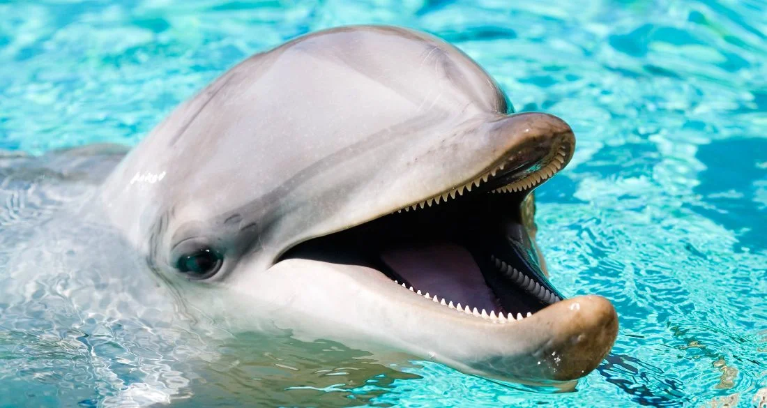 delfin-comun-o-delphinus-delphis.jpg