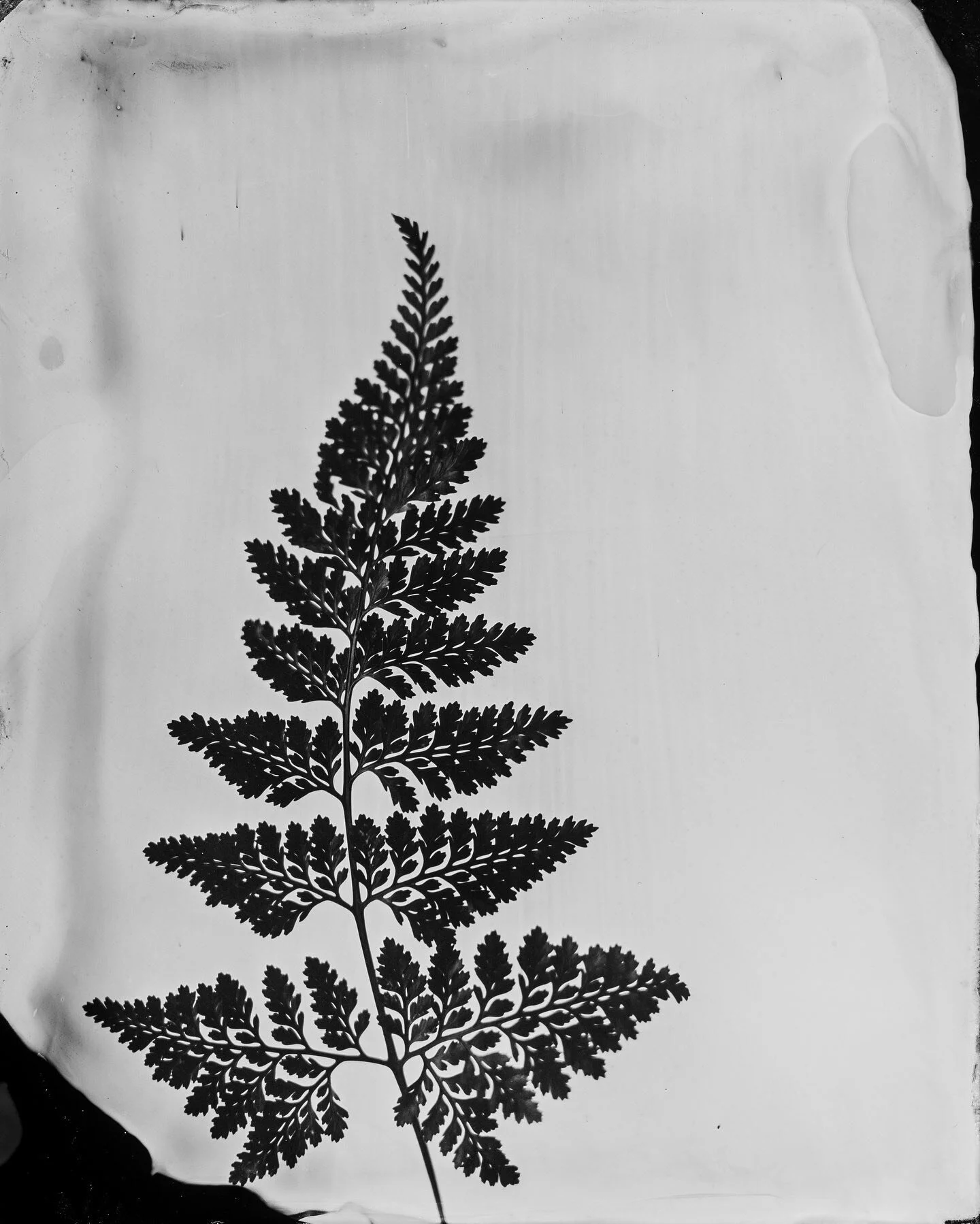 Galicia 🌿
&hellip;
Primeros tintypes de una serie de naturaleza&hellip; adem&aacute;s de retratos creemos que el tintype es un t&eacute;cnica exquisita para fotograf&iacute;a de naturaleza y paisajes&hellip;
Perfecta para dar un toque &uacute;nico y