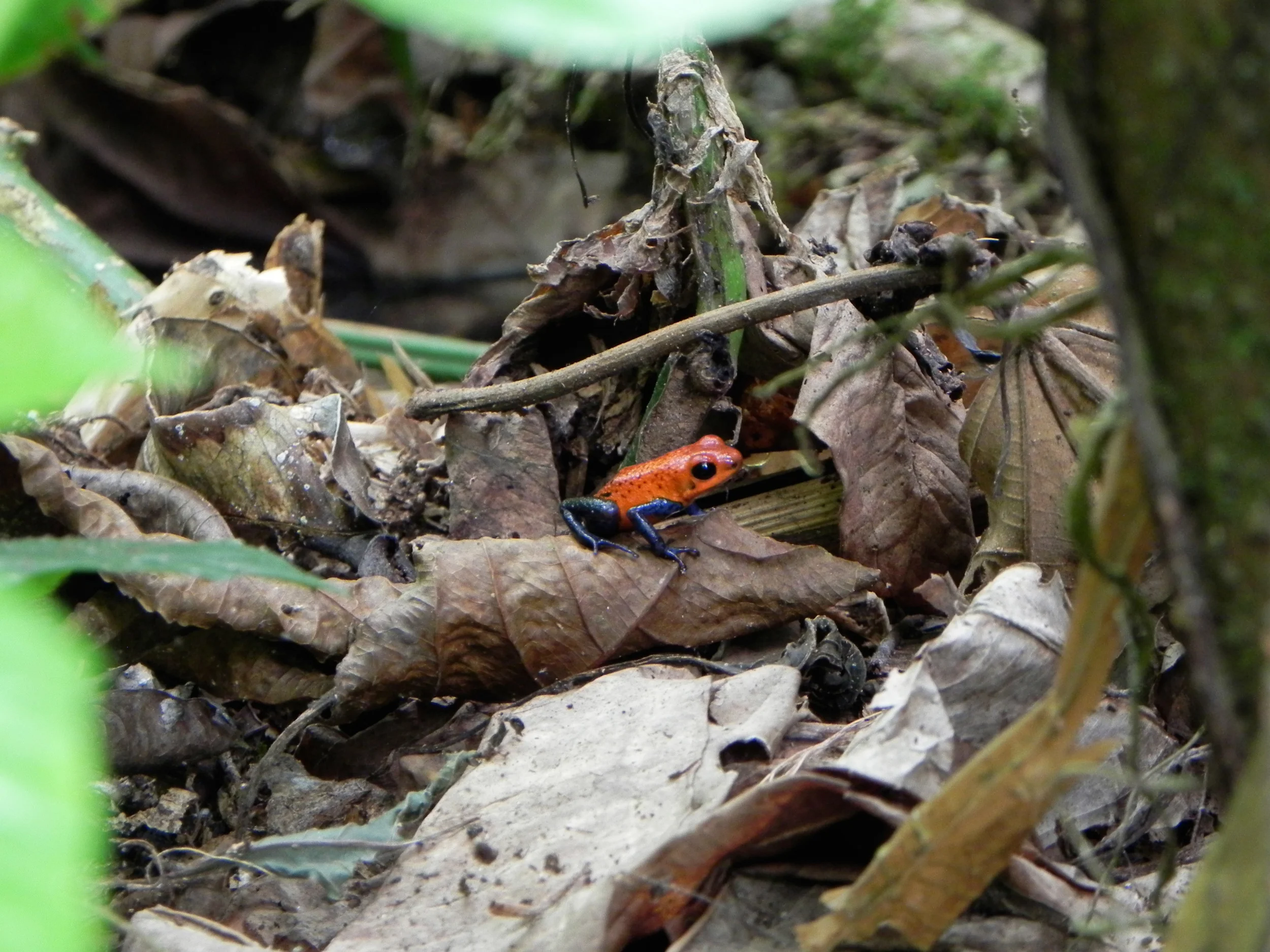 Blue Jean Frog, Costa Rica ©Ty Govaars