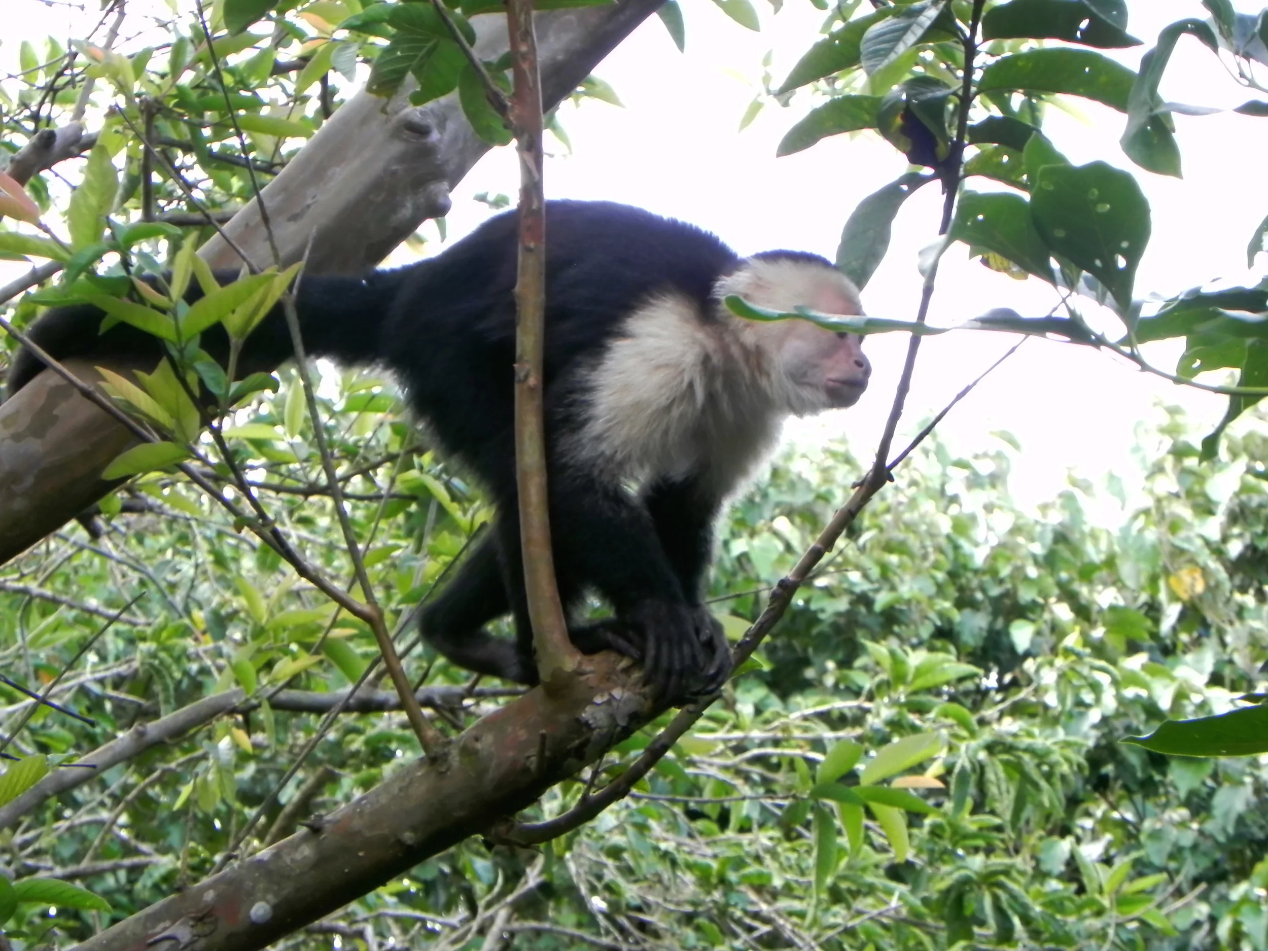 White Faced Capuchin, Costa Rica ©Ty Govaars