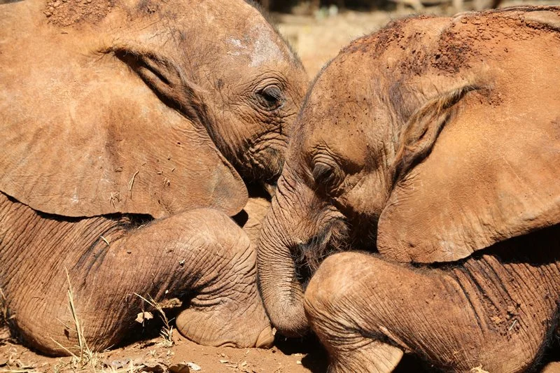 Rescue elephants Lasayen (left) and Ndotto snuggling up together at the DSWT nursery. Photo via DSWT. 
