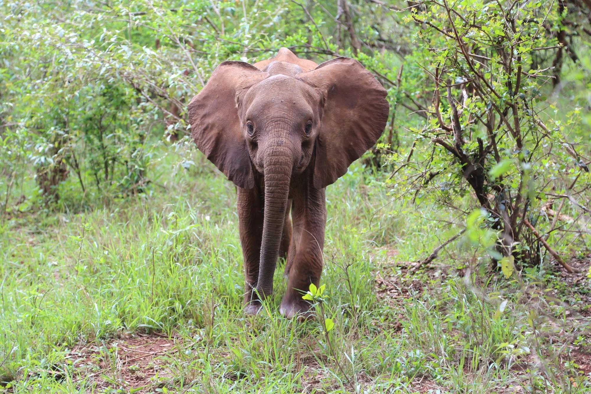 Naseku is a friendly and extremely polite infant elephant - no pushing or bullying from this little lady! Photo via DSWT. 