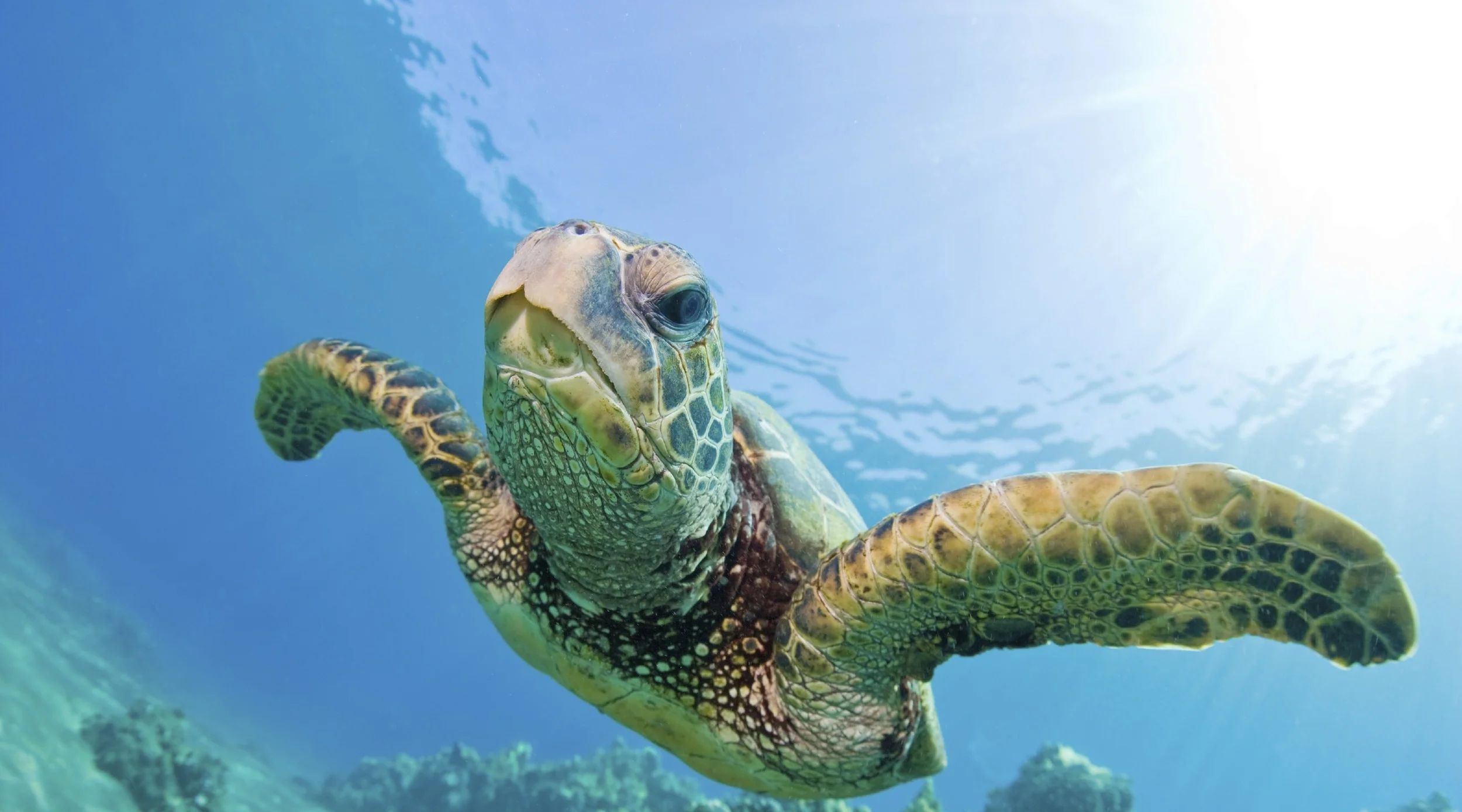 UP CLOSE AND PERSONAL ON MULLINS BEACH
