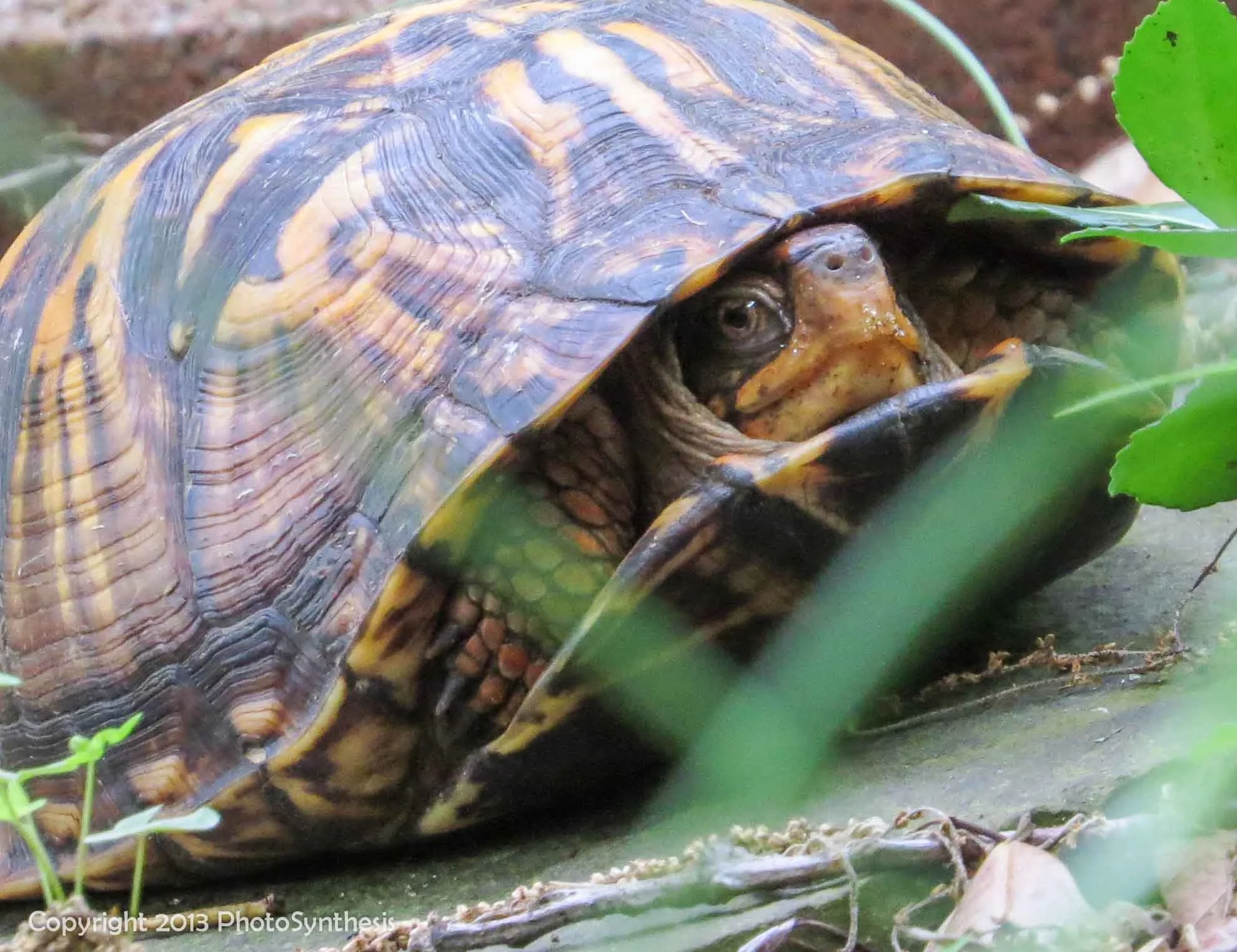 Shy turtle, shy turtle, MD, 2013