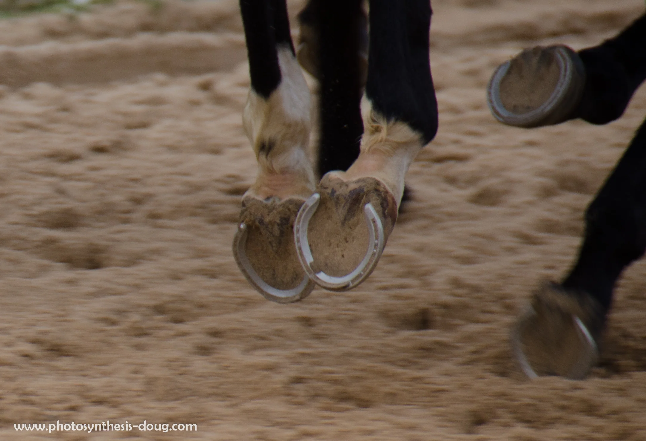 Horses running, Merryland Farm, MD, 2013