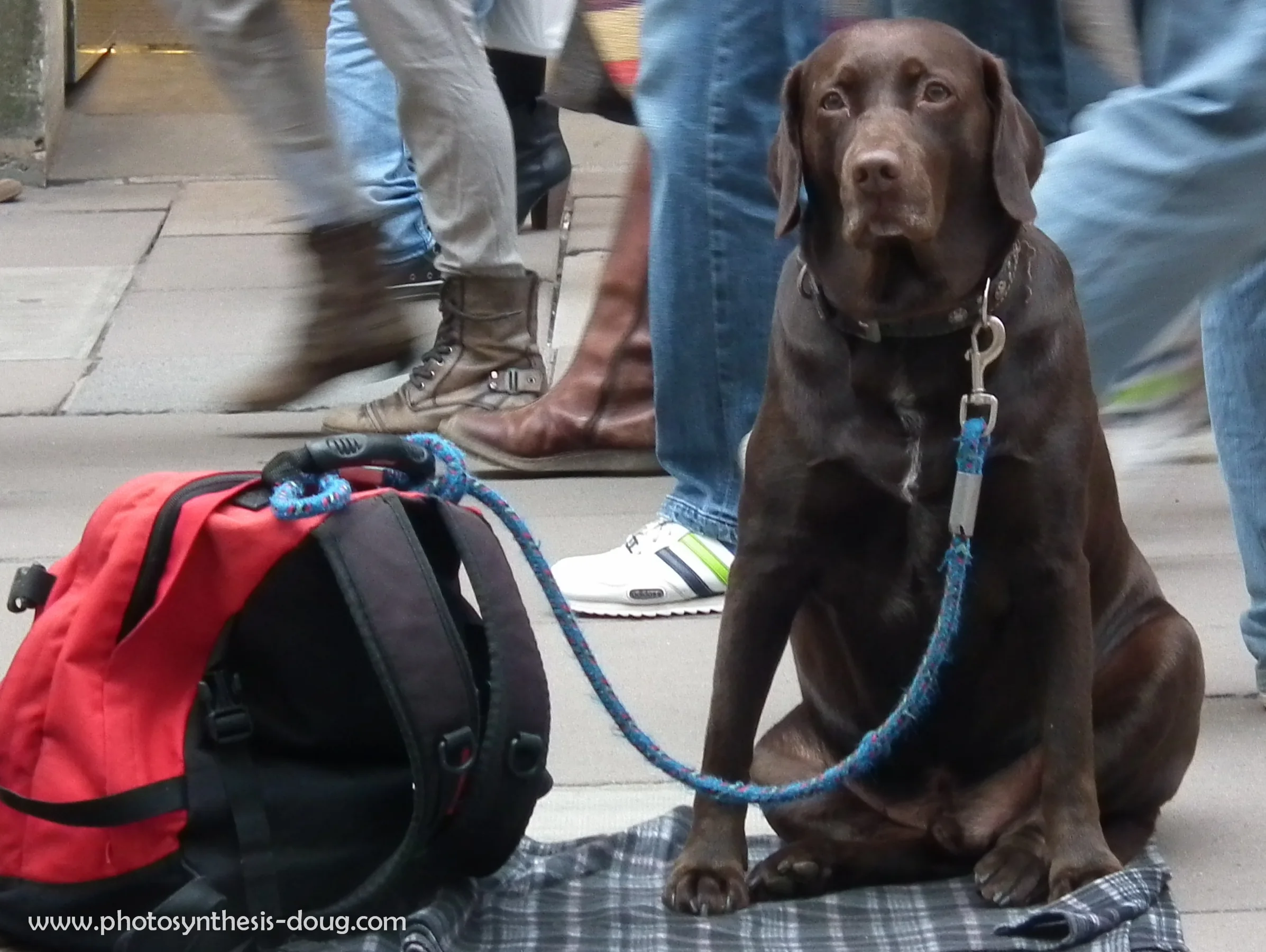 Bath Dog 2011-.jpg