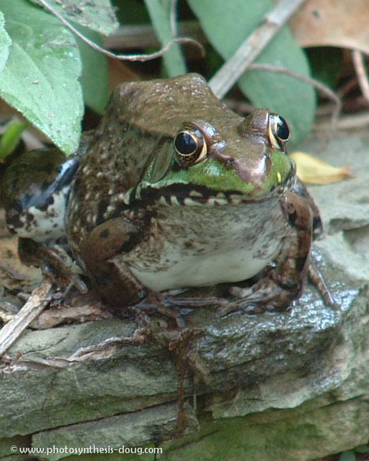 5a frog-.jpg