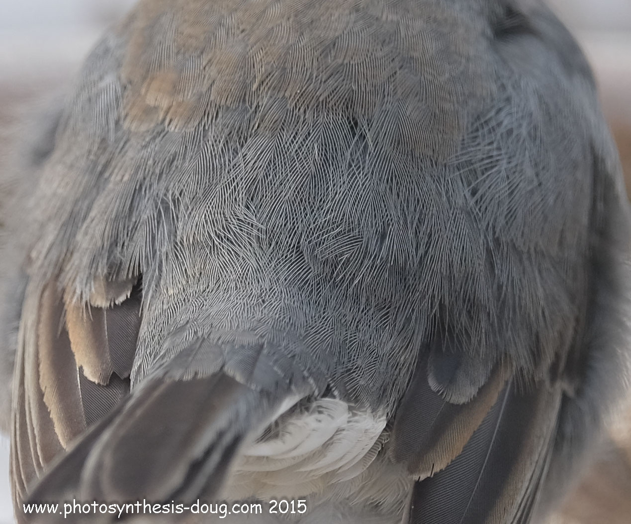 ... keeps a dark-eyed junco warm