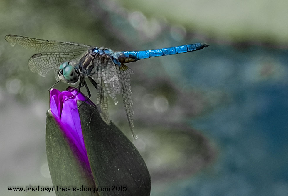 Fuji X-T1; 1/450; f/4.4; ISO 200; post production in Lightroom 4 desaturated the green and saturated the blue and purple.&nbsp; Photo black increased along with exposure.&nbsp; This trial-and-error Lightroom color and exposure slider work took about…