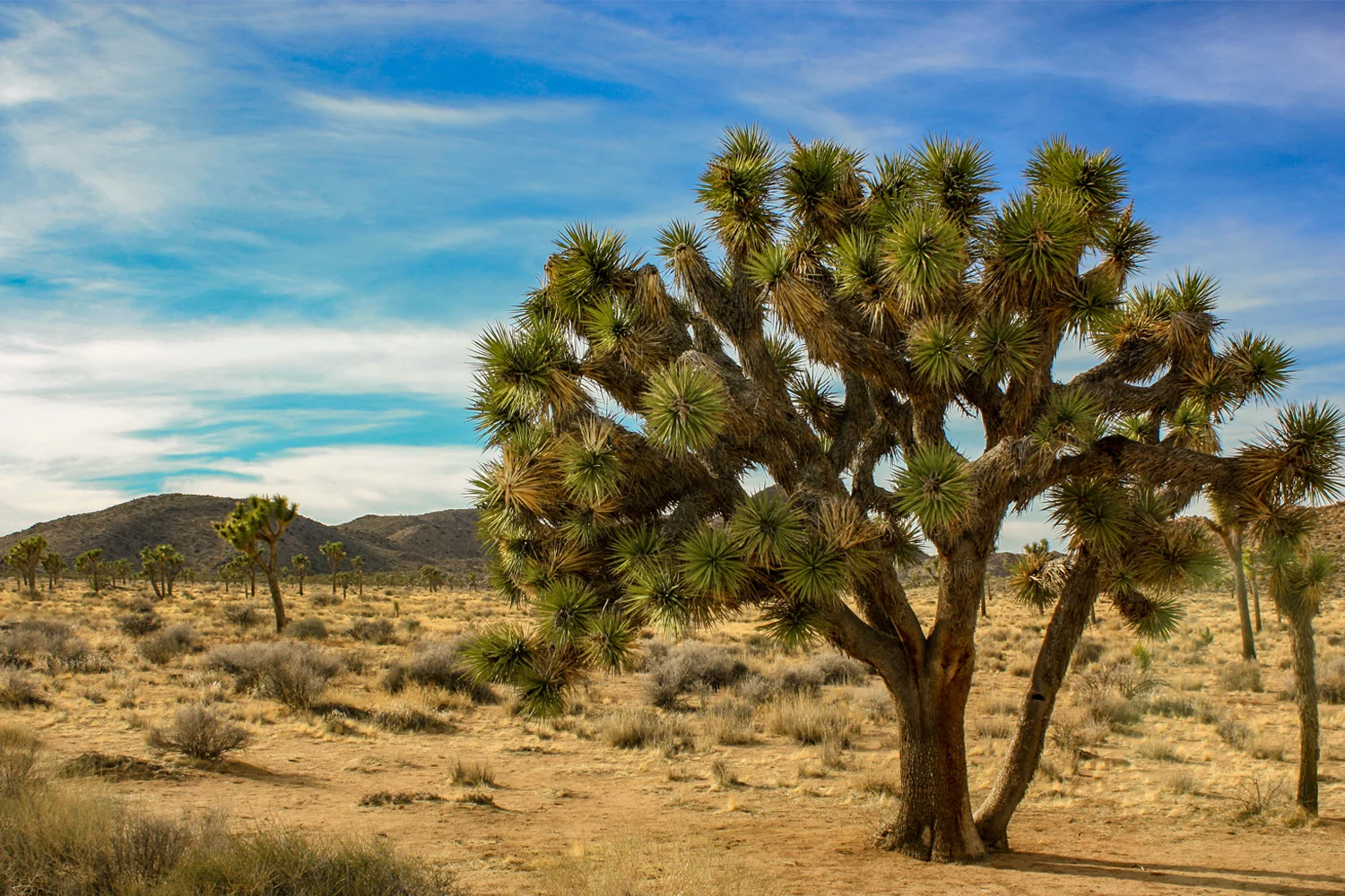 Joshua Tree National Park, CA (2018)