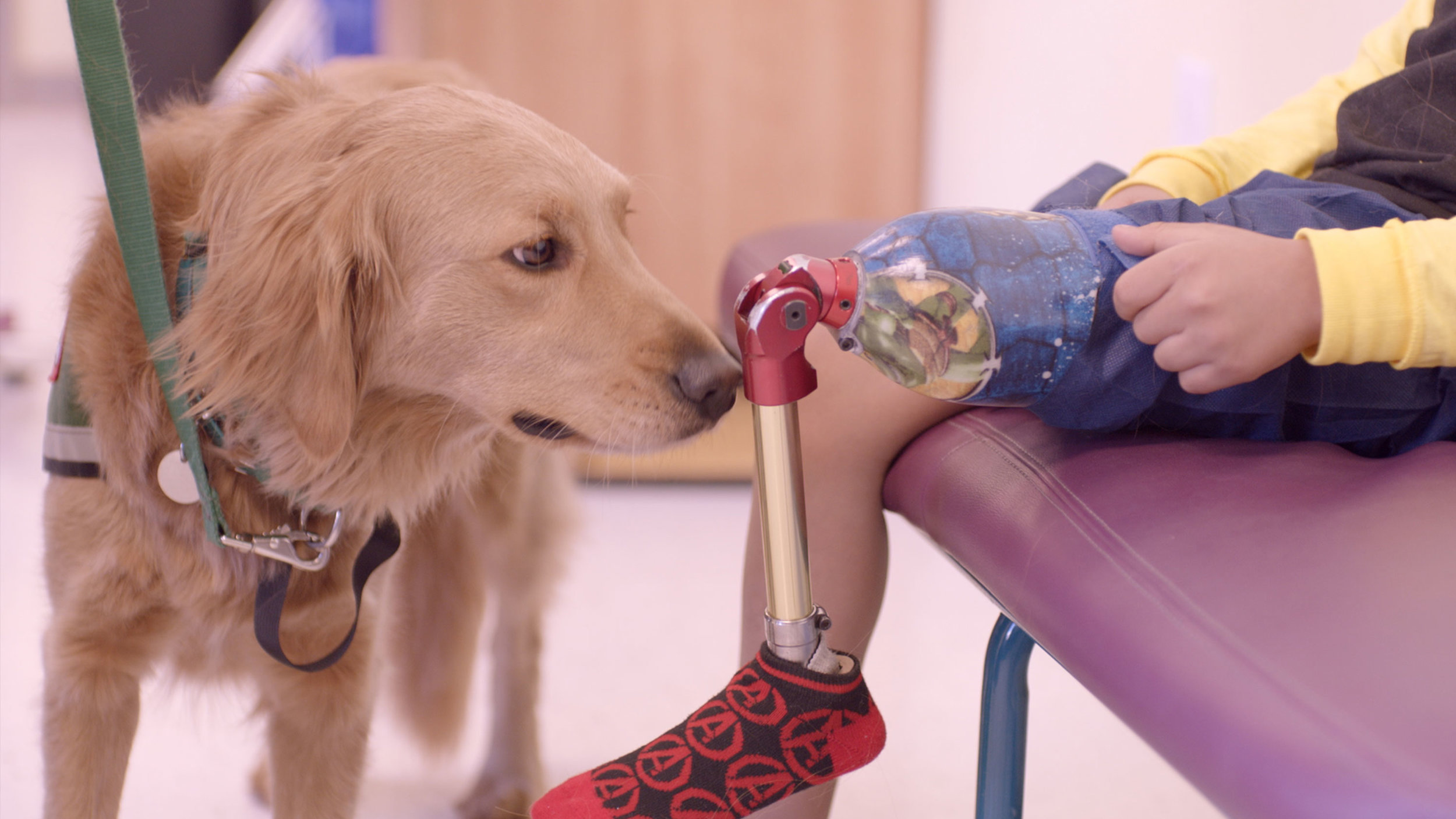 MB_CA_dog__0002_image3.jpg