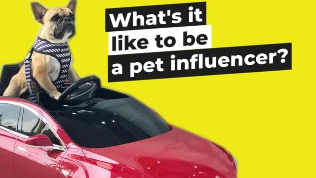 What's it like to be a pet influencer?