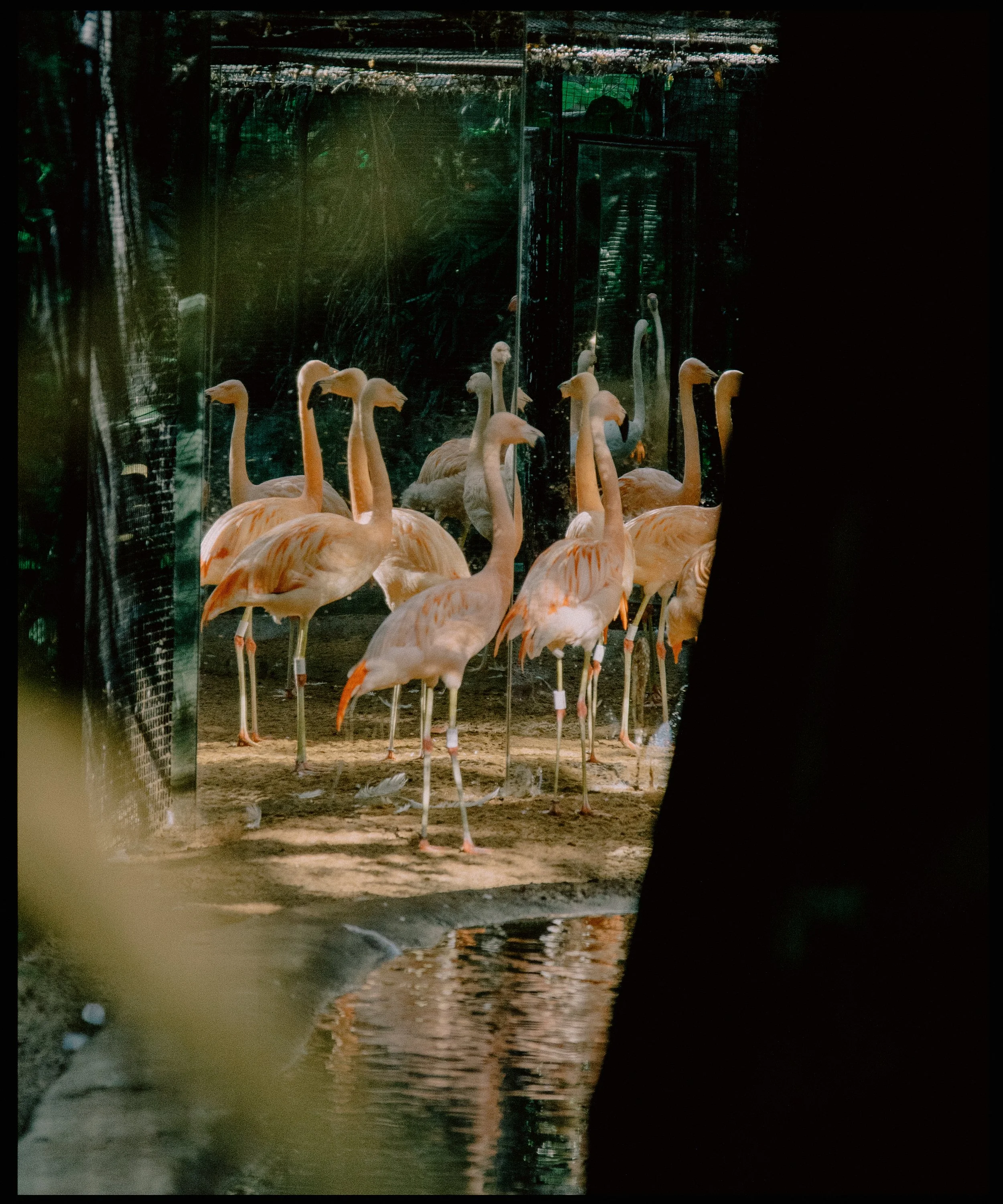 Group of flamingos standing in shallow water behind a glass window, reflections visible on the water's surface.