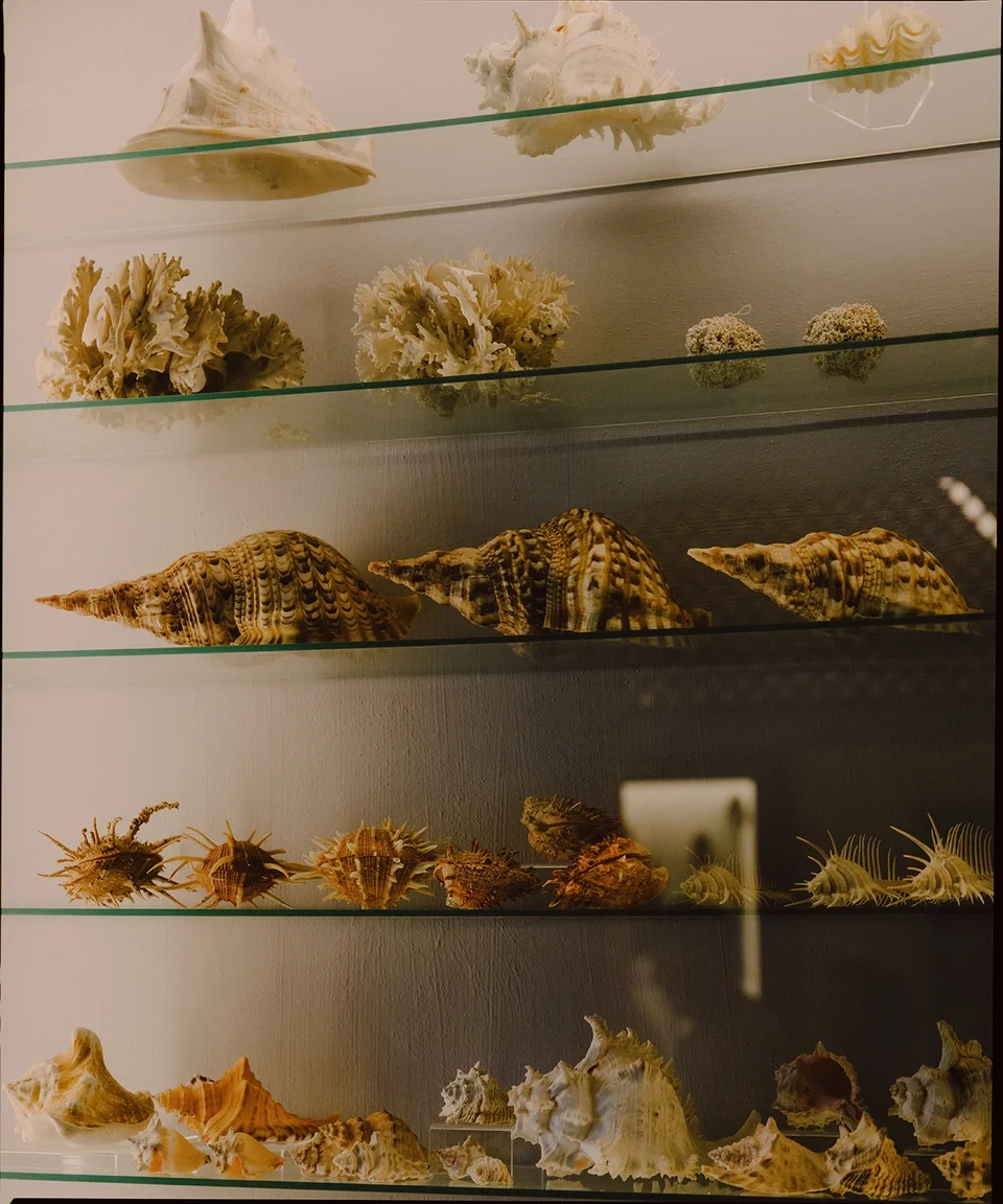 Display of various seashells and coral on glass shelves.