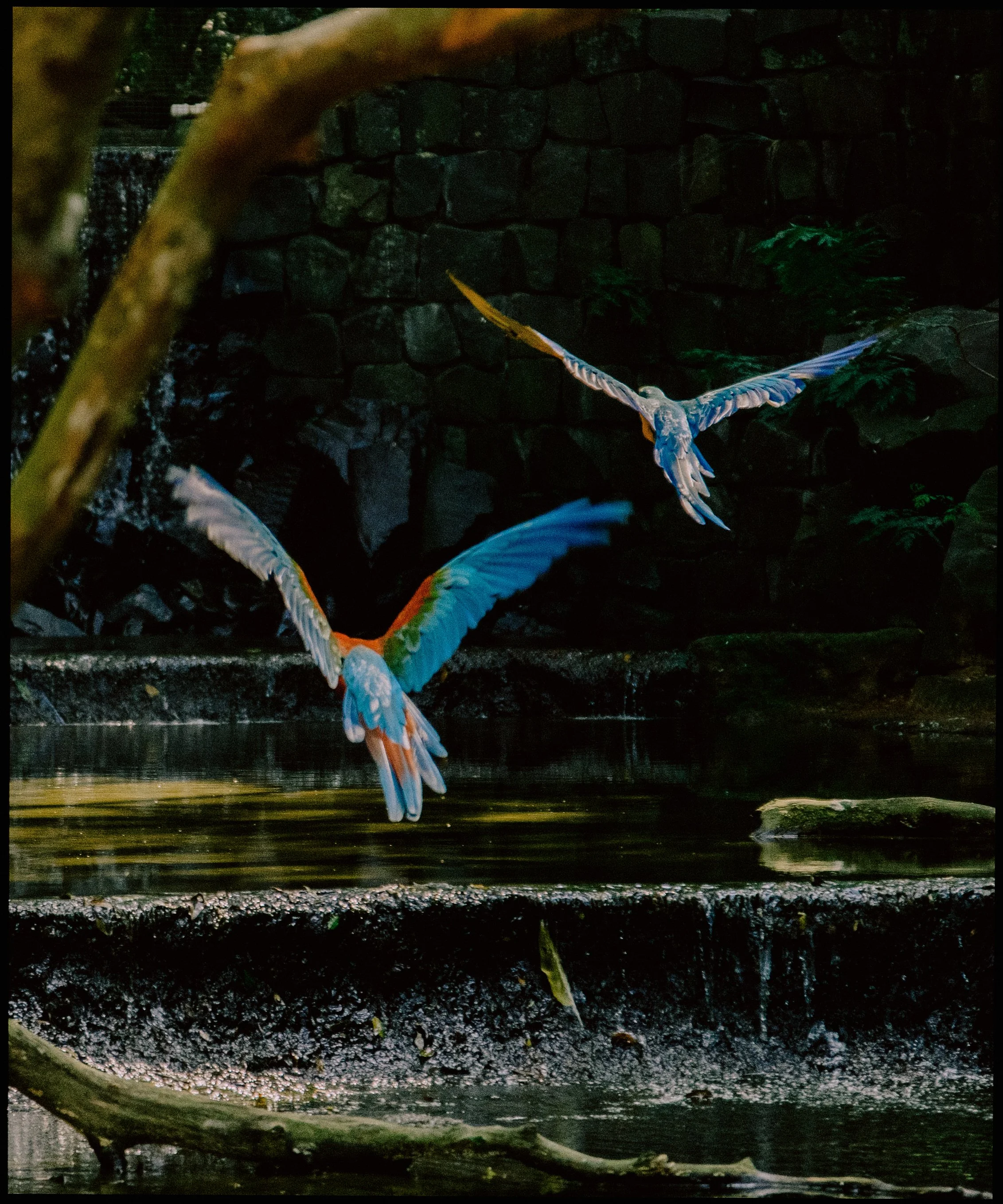 A mid-flight shoebill stork with wings spread wide, standing over water at night with a dark stone wall in the background.