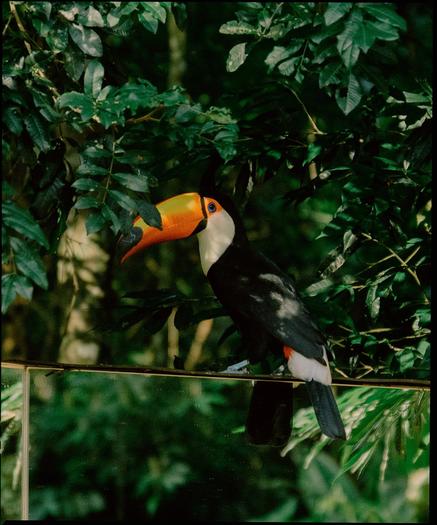 Colorful toucan bird with a large orange beak and black and white feathers perched among green leaves.